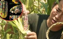 Bỏ tiền triệu mua ngô chỉ để… ngắm, bí mật đằng sau khiến người trồng hốt bạc