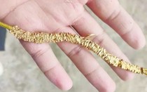 Vàng cưới 29 triệu mất tích bí ẩn, sau 1 ngày tìm thấy ở nơi không ai ngờ