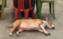 Dân mạng "rần rần" vì chú chó Mr. Gold trong game "Tiệm phở của anh Hai" phiên bản đời thực