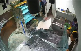 Khoảnh khắc kinh hoàng bể cá khổng lồ trong nhà hàng bất ngờ vỡ vụn