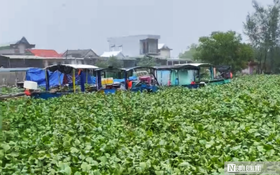 VIDEO: Sau lũ, lục bình và rác “nuốt chửng” âu thuyền vùng đầm phá ở Huế