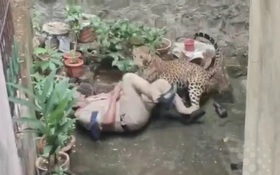 Báo dữ vồ ngã cảnh sát và diễn biến gay cấn phía sau