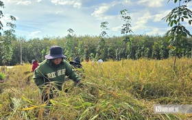 Mùa vàng giữa rừng cao su ở Đồng Nai