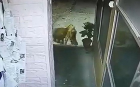 Báo hoa mai xông vào đồn cảnh sát, bắt trộm chó trong đêm