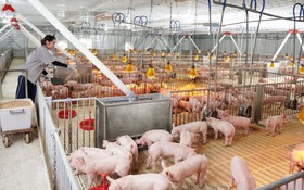 Chào bán 30 triệu cổ phiếu, Nông nghiệp Hòa Phát sắp huy động hơn 1.200 tỷ đồng