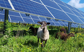Trang trại điện mặt trời 100 MW và 600 chú cừu: Sự kết hợp bất ngờ