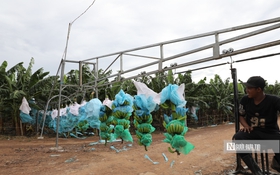 "Lá chắn" sinh thái bảo vệ đô thị 14 triệu dân Tp.HCM