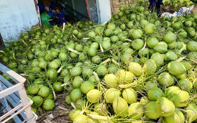 Việt Nam hướng tới thương hiệu dừa xanh, an toàn và giảm phát thải