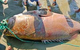 Ngư dân bắt được con cá khổng lồ nặng 194kg trên biển