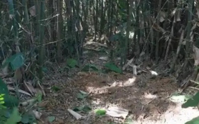 Đi đào giun, người đàn ông phát hiện kho báu quý giá