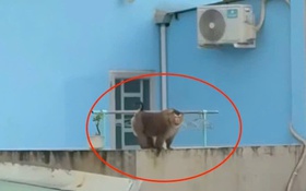 Khỉ hoang lao vào quán ăn tấn công khách ở Đồng Nai: Chủ quán có thể phải bồi thường