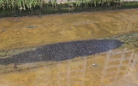 Nhìn xuống kênh, người phụ nữ bắt gặp cảnh tượng nổi da gà