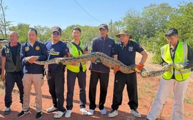 Bắt sống con trăn khổng lồ dài 3,3 mét nuốt chửng chó nhà