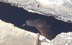 Nhìn ra bãi đất trống, người dân sốc nặng khi thấy cảnh đáng sợ