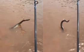 Đi câu cá, người đàn ông phát hiện cảnh tượng bất ngờ dưới sông