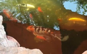 Đàn cá Koi bị ăn thịt, người phụ nữ sốc nặng khi biết "thủ phạm"