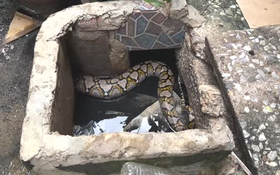 Nhìn ra ngoài vườn, người dân phát hiện cảnh tượng "nổi da gà"