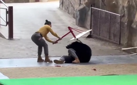 Gấu hung dữ lao vào tấn công nhân viên sở thú và cái kết