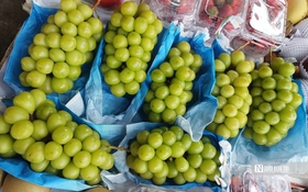 Giá nho sữa Trung Quốc 