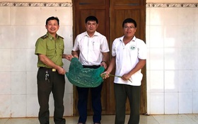 Phát hiện trăn gấm nặng 21kg vào nhà, người dân vây bắt giao cơ quan chức năng