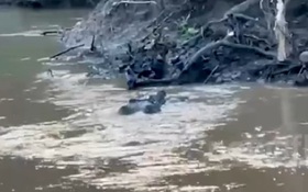 Đang câu cá, cậu bé bị thứ đáng sợ cắn tử vong trên sông