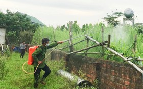 Châu chấu tre tràn xuống ruộng vườn, Hà Tĩnh ra công điện khẩn