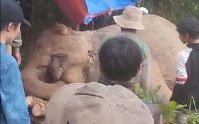 Voi cái chết trong rừng, nghi bị voi đực húc