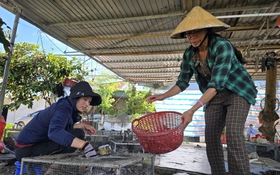 Săn con “ăn tàn phá hoại”, người nông dân kiếm tiền triệu mỗi ngày