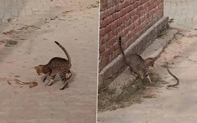 Mèo nhà tung "liên hoàn cước" tấn công rắn và cái kết