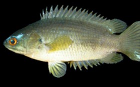 Bắt được con cá rồi ngậm trong miệng, người đàn ông tử vong thương tâm