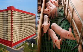 Hà Nội xem xét đề xuất xây dựng tổ hợp chăn nuôi lợn trong nhà cao tầng