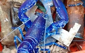 Hai cha con bắt được con tôm hùm có màu xanh cực hiếm
