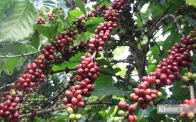 Cà phê giữ vị trí dẫn đầu trong nhóm nông sản xuất khẩu