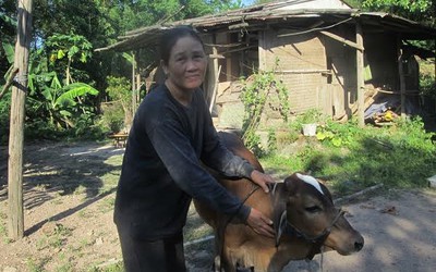 Bò 'lạc' vào nhà quan: ‘Hộ nghèo có hỗ trợ mãi cũng thế thôi'