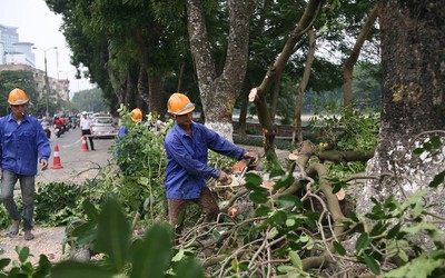 Hà Nội: Đốn tỉa hơn 100 cây xanh ở đường Kim Mã trong 1 tháng