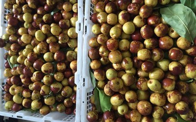Thực hư 'thần dược' hồng táo TQ bán đầy các chợ có thể chữa ung thư?