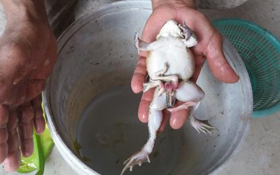 Xôn xao ếch 7 chân kỳ lạ xuất hiện ở miền Tây