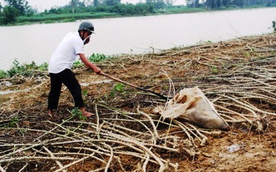 ‘Kẻ lạ mặt’ mang lợn chết vứt khắp nơi, hộ chăn nuôi lo lắng