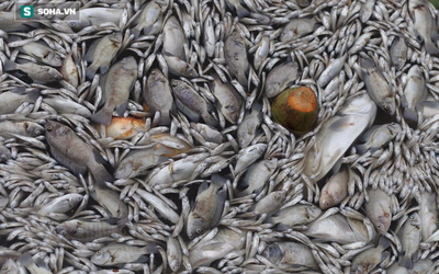 Cảnh vớt cá chết bất thường nổi trắng 'chưa từng có' ở Hồ Tây