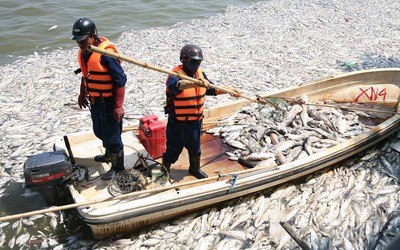 Chủ tịch Hà Nội yêu cầu kiểm tra các hồ nước sau hiện tượng cá chết