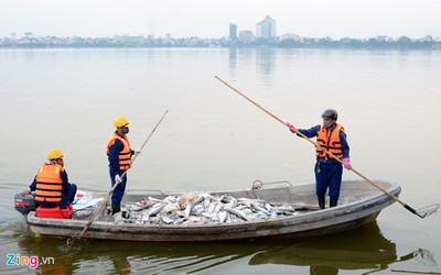 Thủ tướng yêu cầu sớm làm rõ nguyên nhân cá chết bất thường ở Hồ Tây