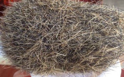 Viên ‘cát lợn’ tiền tỷ cực quý hiếm, chữa bách bệnh ở Nghệ An