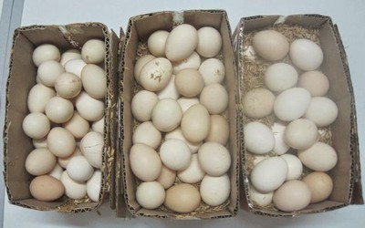 Trứng gà, trứng vịt, trứng cút: Trứng nào nhiều dinh dưỡng nhất?