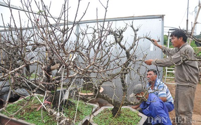 Đào tiến vua chưa ra hoa, đại gia Hà Nội đã bỏ nghìn đô 'mua đứt'