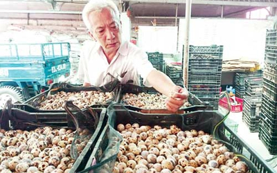 Lão nông miền Tây thu chục tỷ mỗi năm từ trứng cút đóng lon