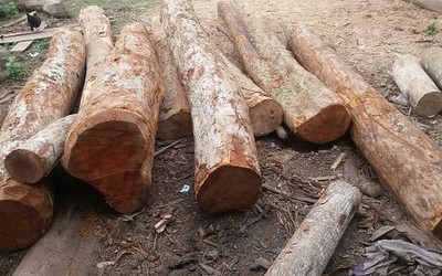 Nghệ An: Thuê người chặt phá rừng, nữ cán bộ huyện bị xử phạt