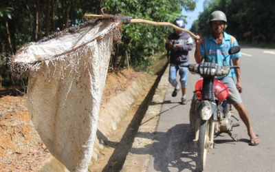 Người dân săn trứng kiến kiếm tiền triệu ở Quảng Nam