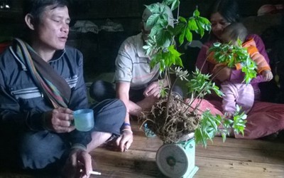 Gần cả xã miền núi Trà My là tỷ phú, có nông dân 'ôm' gia tài 250 tỷ