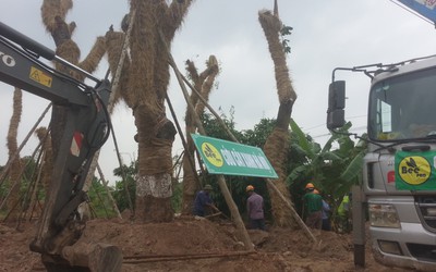 109 cây xanh trên đường Kim Mã bị di dời bây giờ ra sao?