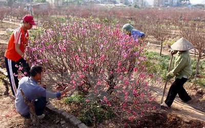 Bộ trưởng Trương Minh Tuấn yêu cầu không chúc Tết lãnh đạo